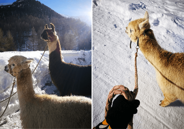 Passeggiata con lama ed alpaca a Livigno
