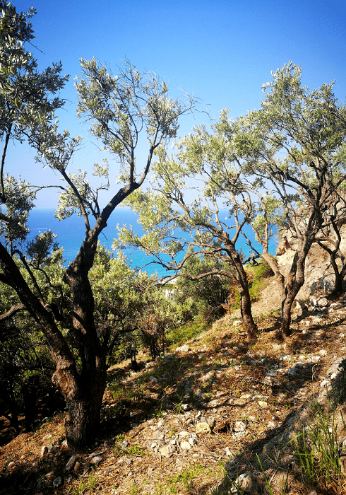 Terrazzamenti di olivi a Varigotti, in Liguria, lungo il sentiero Balcone sul Mare. Un facile trekking per famiglie e bambini.
