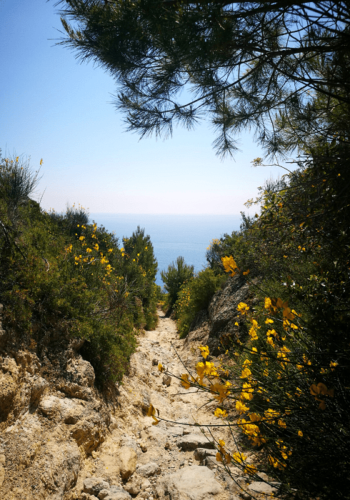La vegetazione del sentiero Balcone sul Mare a Varigotti, Liguria.