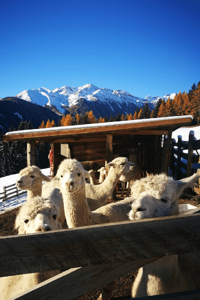 Alpaca a Maranza - Hinterwalder Hof