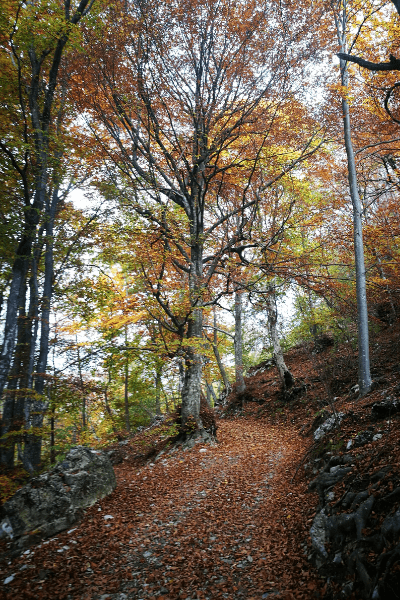 Foliage sulla strada verso il Rifugio Pirlo allo Spino - Lago di Garda trekking