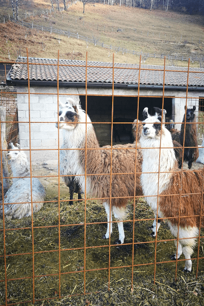 Lama, agriturismo le Radici, blessegno