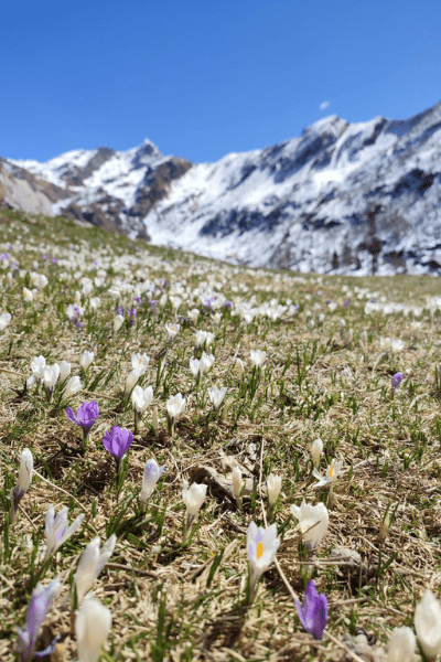 Val Biandino, fiori in primavera