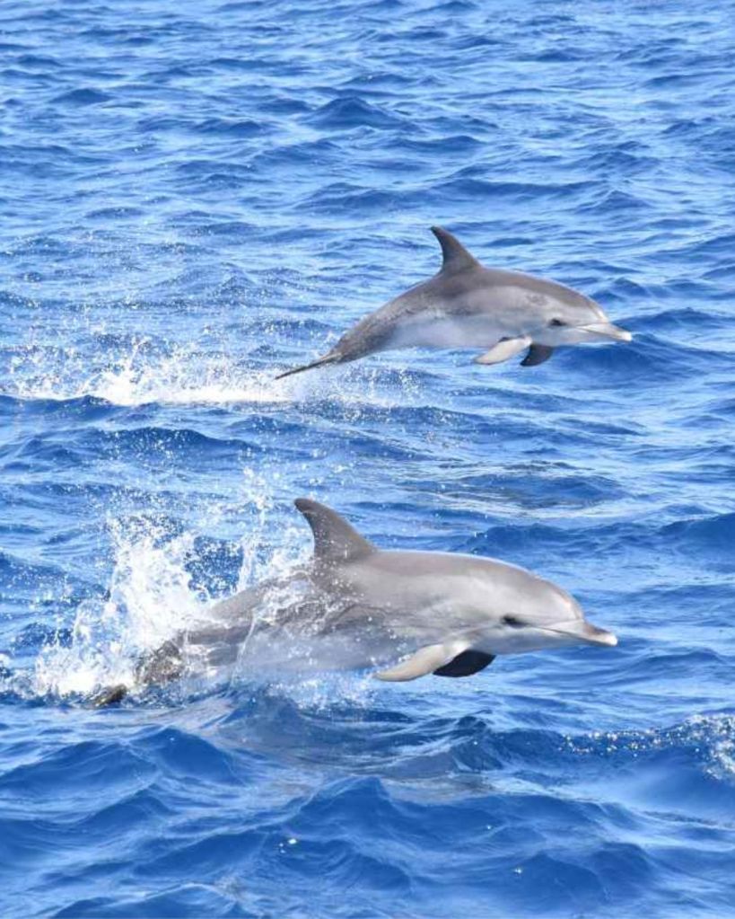 Whale Watching avvistamento balene e delfini - Gran Canaria