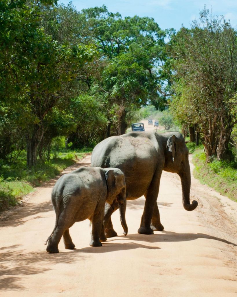 Safari in Sri Lanka